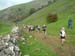 Dovedale Dash (35)